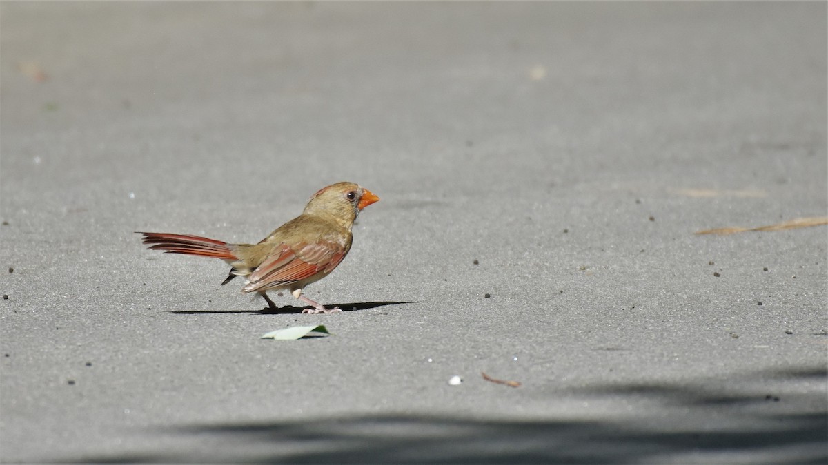 Northern Cardinal - ML240257011