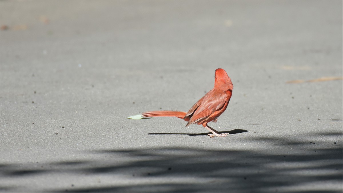 Northern Cardinal - ML240257031