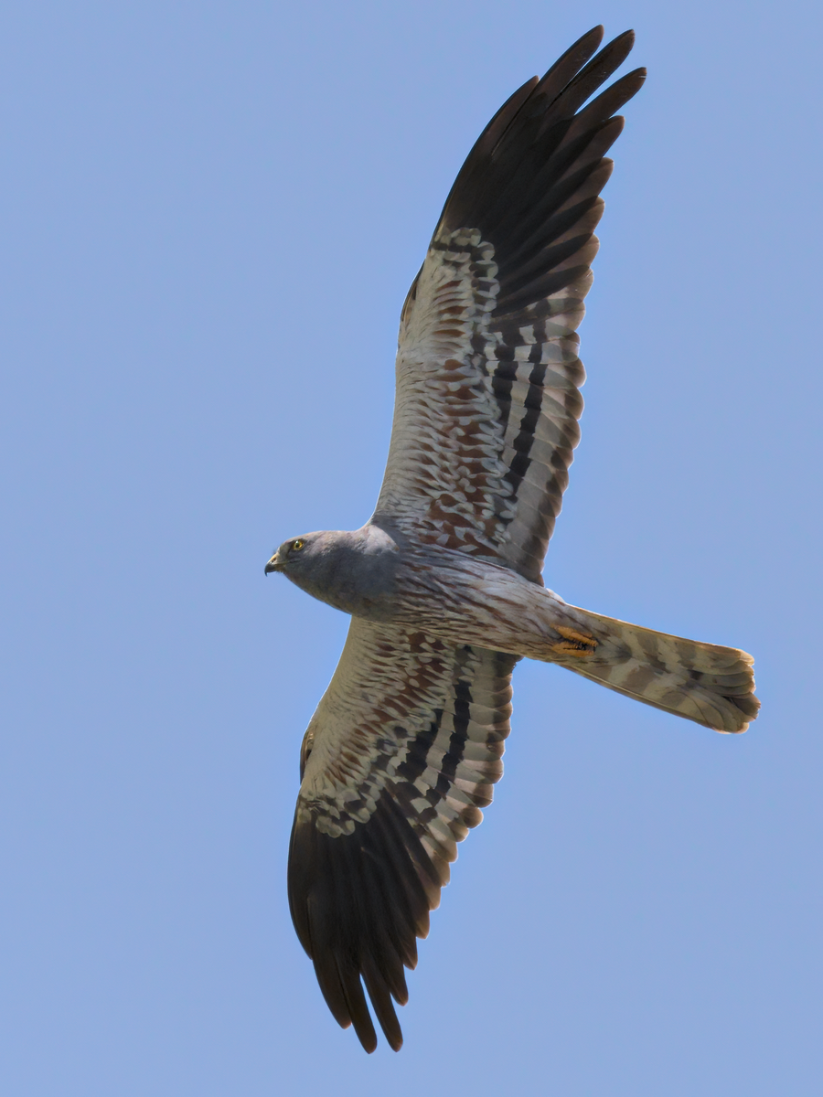 Montagu's Harrier - Juan Parra Caceres