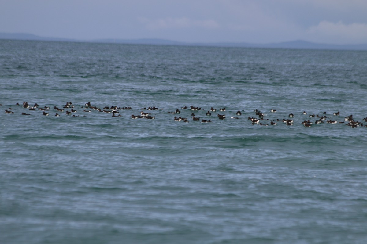 Hutton's Shearwater - ML240259141