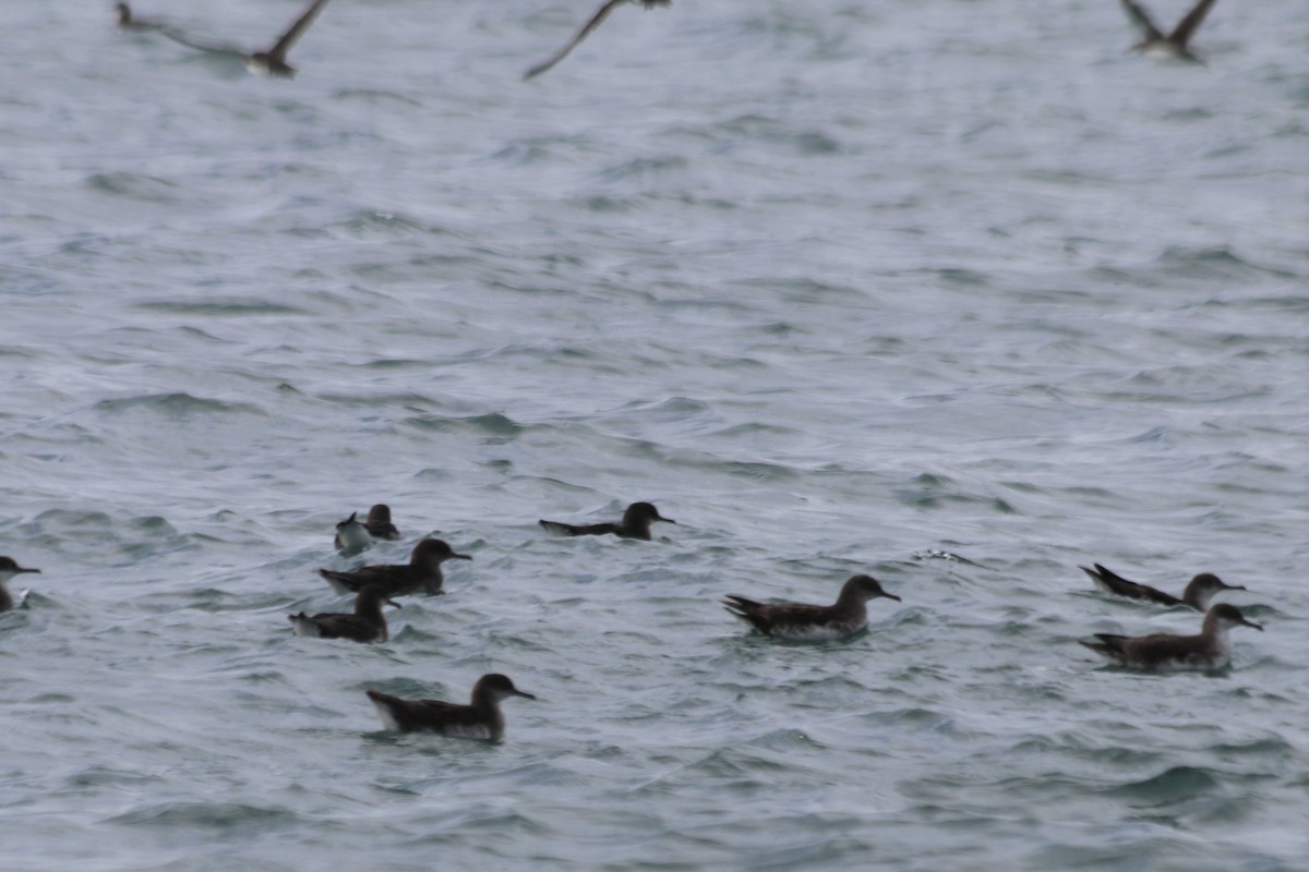 Fluttering Shearwater - ML240259151