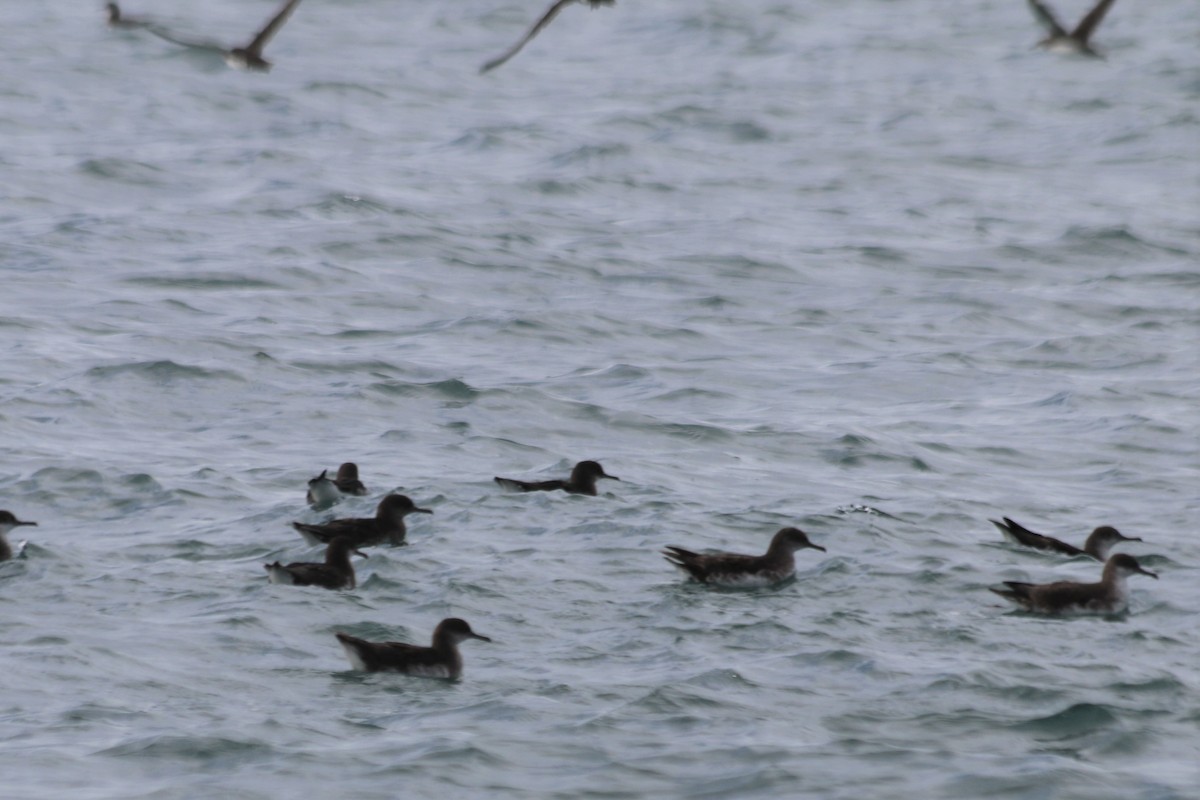 Fluttering Shearwater - ML240259151