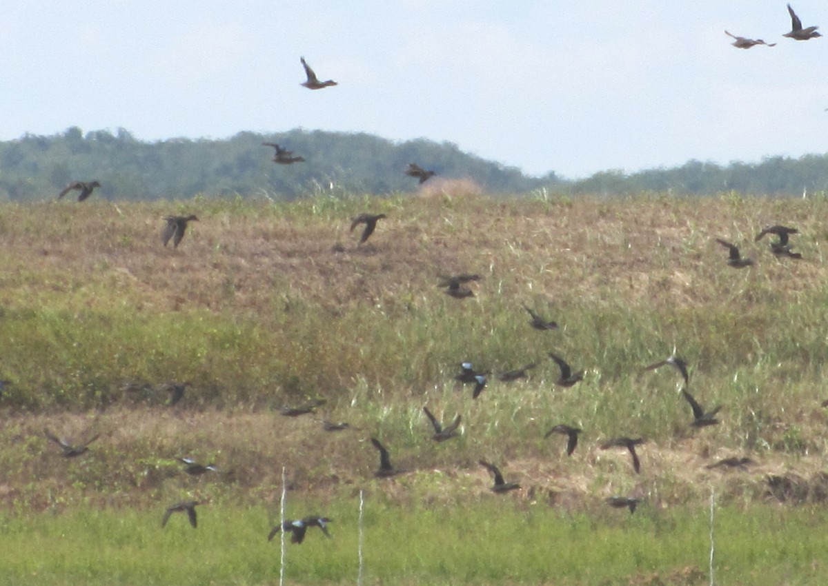 Blue-winged Teal - ML24025931