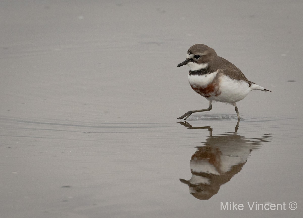 Double-banded Plover - ML240260001
