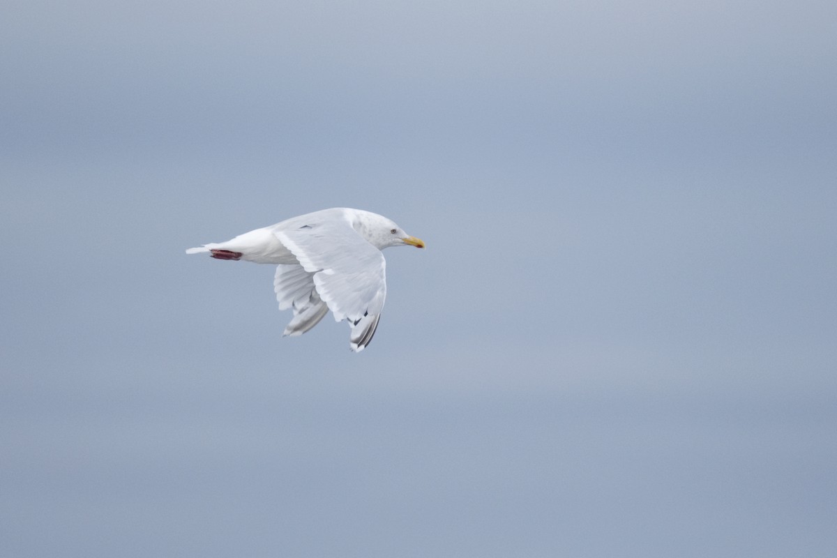 Herring x Glaucous Gull (hybrid) - ML240260931