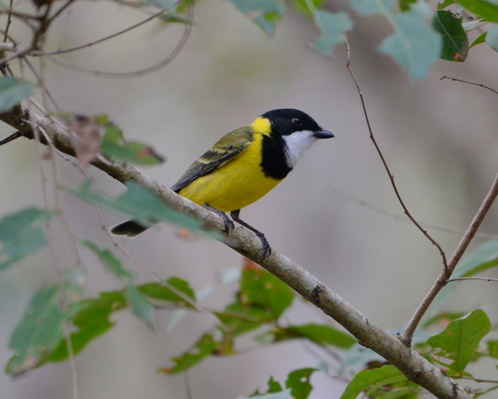 Golden Whistler - Peter Storer