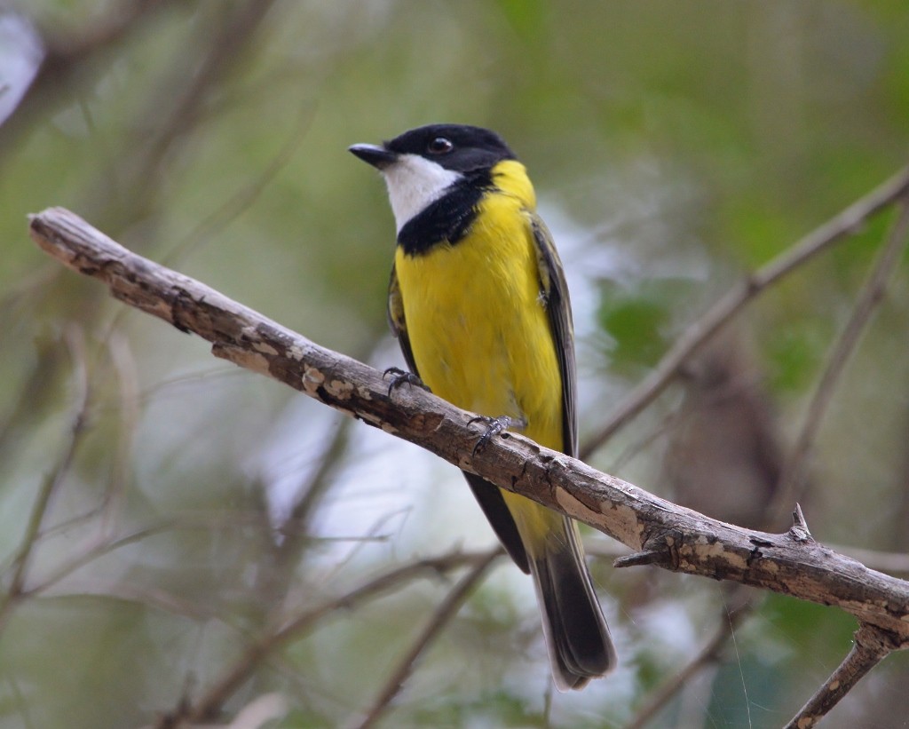 Golden Whistler - ML240261131