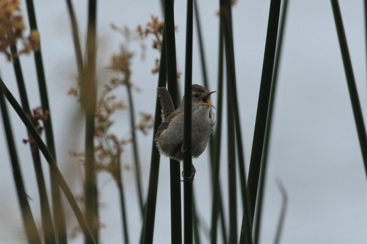 Marsh Wren - ML240261601