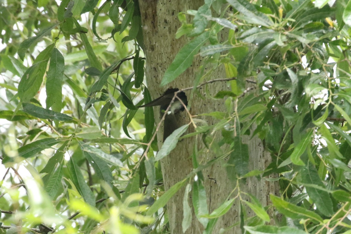 Tree Swallow - ML240261671