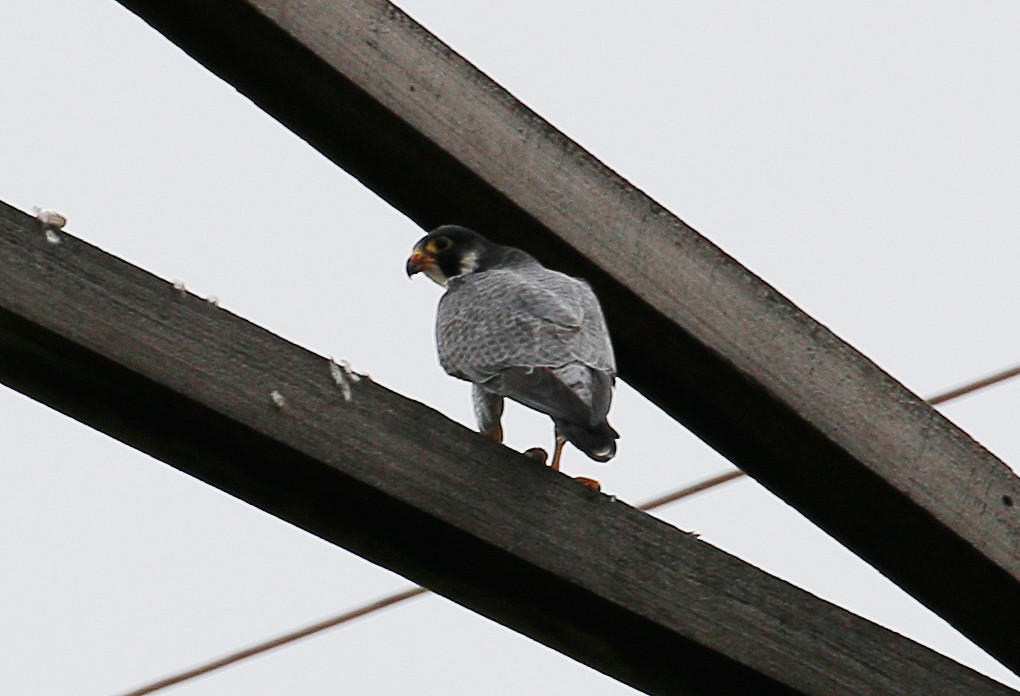 Peregrine Falcon - ML24026201