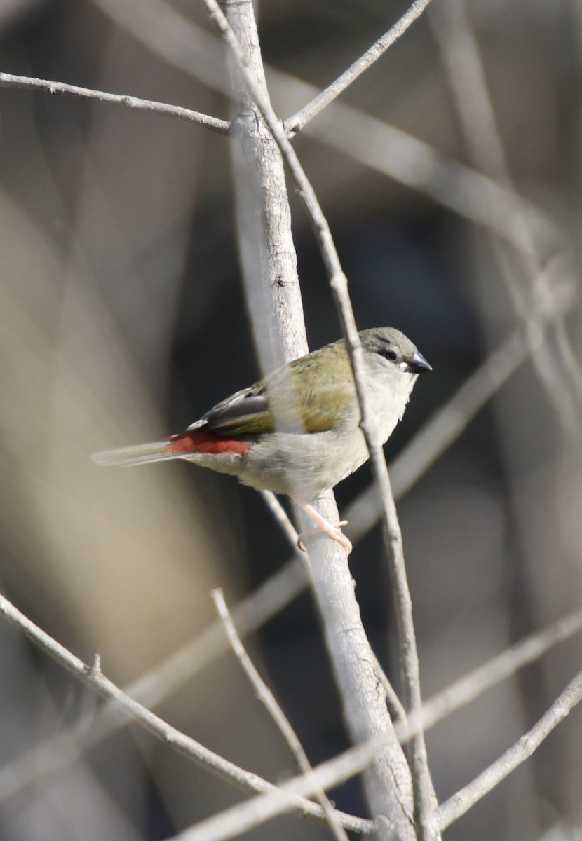 Red-browed Firetail - ML240262741