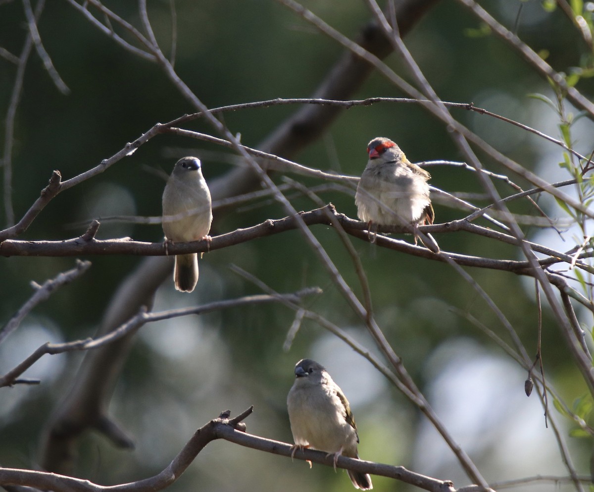 Red-browed Firetail - Donna Nagiello