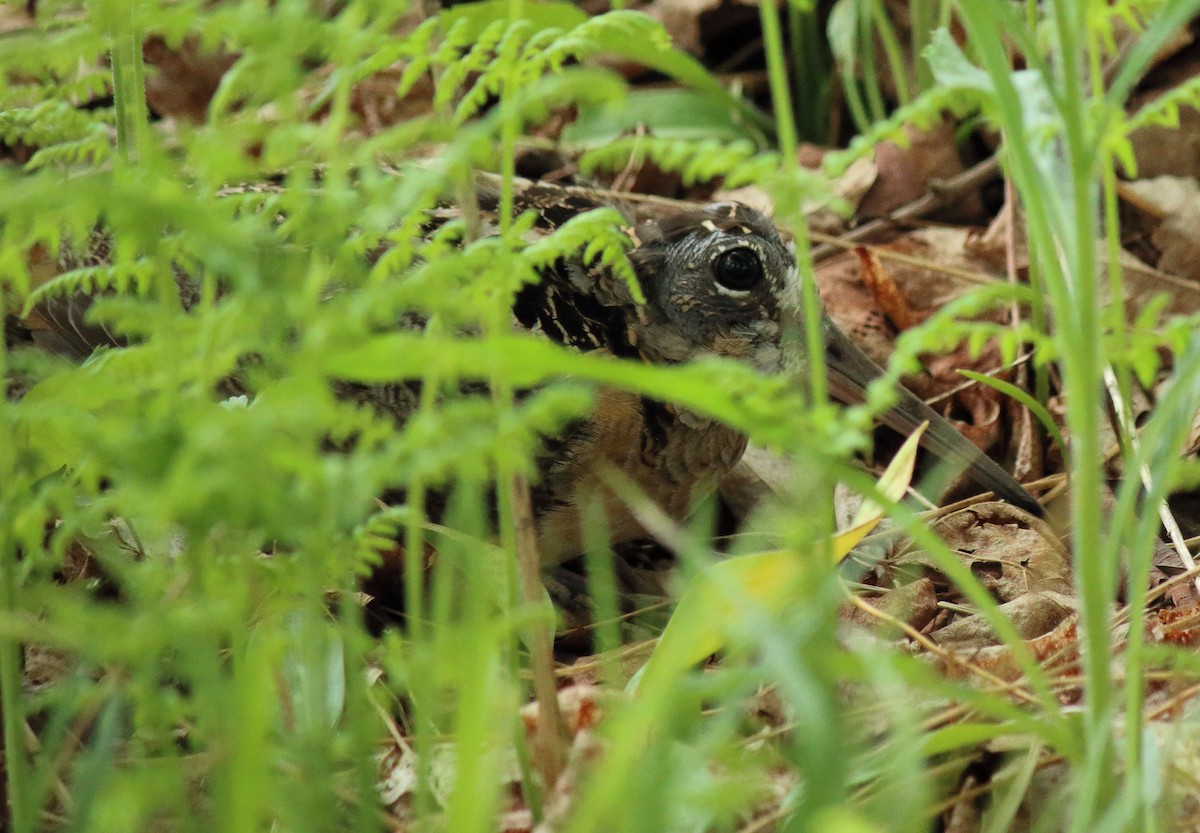 American Woodcock - ML240264521