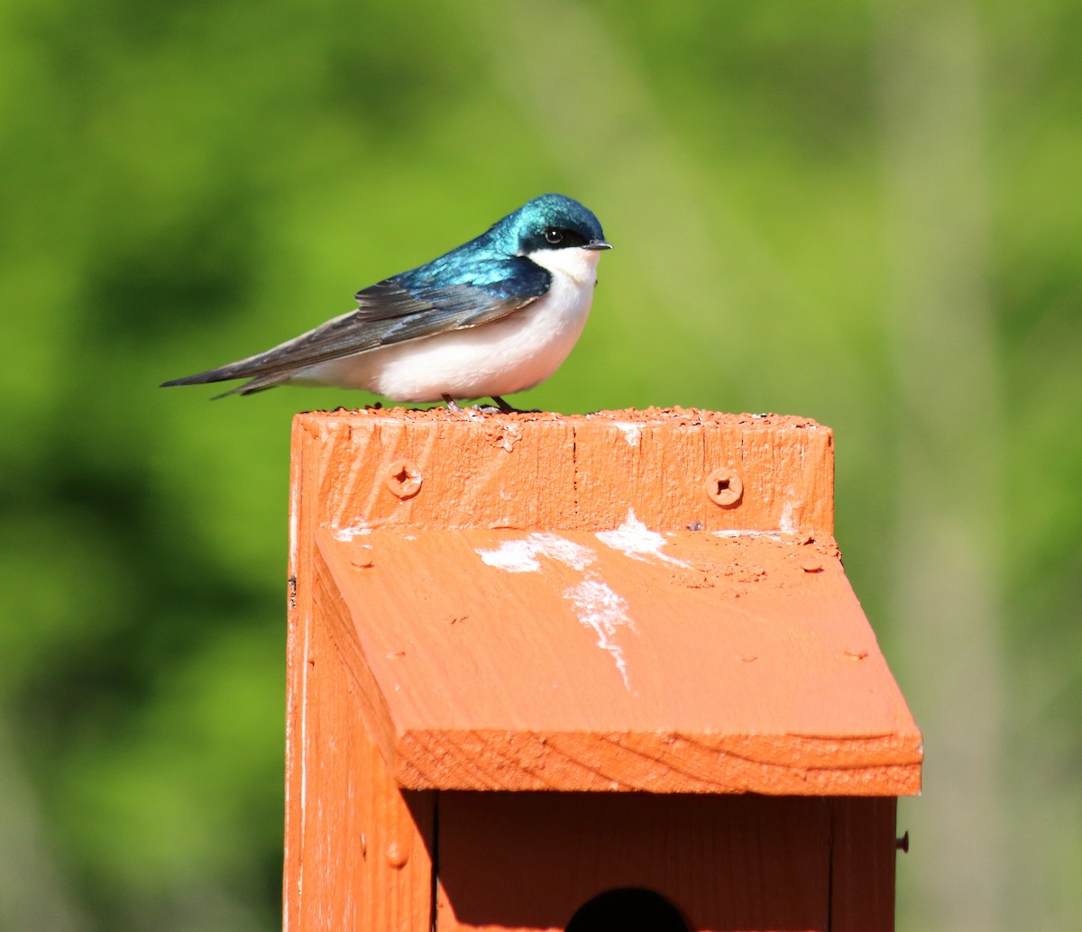 Tree Swallow - ML240264631