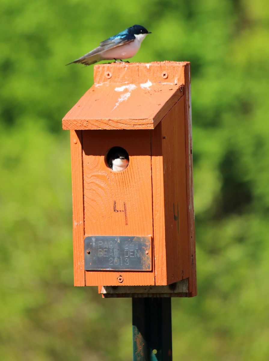 Tree Swallow - ML240264641