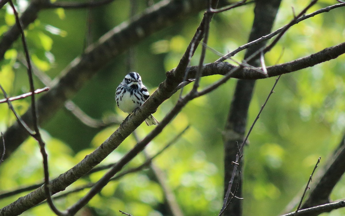 Black-and-white Warbler - Matthew Karns