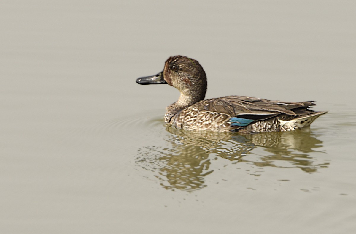 Green-winged Teal - Savithri Singh