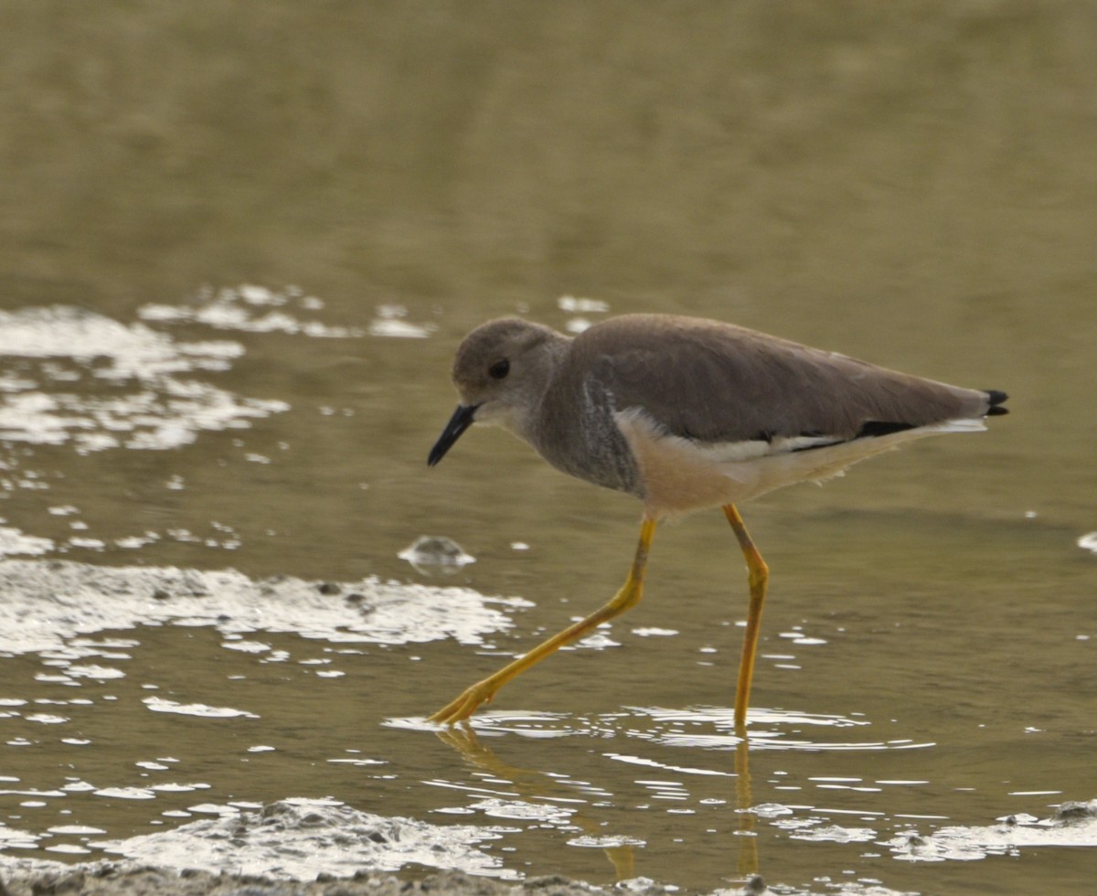 White-tailed Lapwing - ML240266981