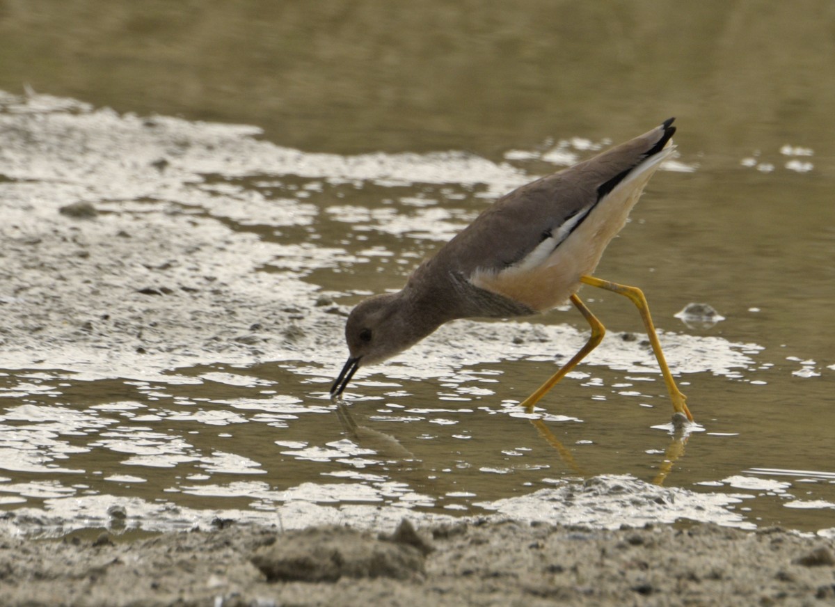 White-tailed Lapwing - ML240267001