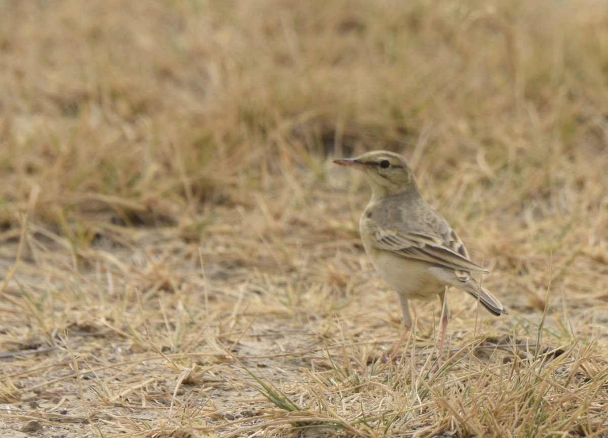 Tawny Pipit - ML240267011