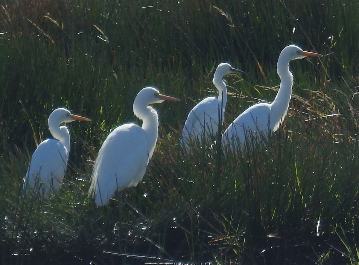 Medium/Plumed Egret - ML240267521