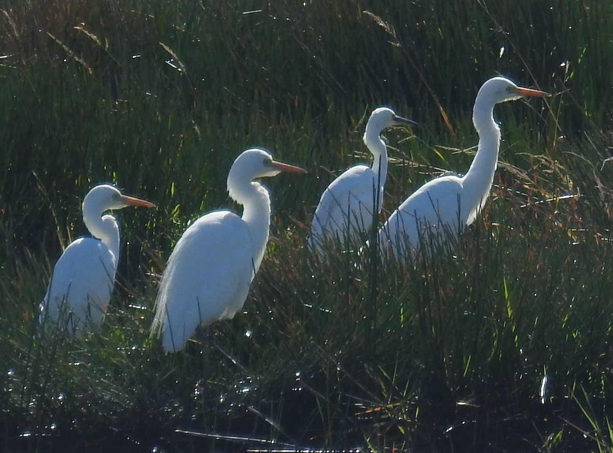 Intermediate Egret- - ML240267521