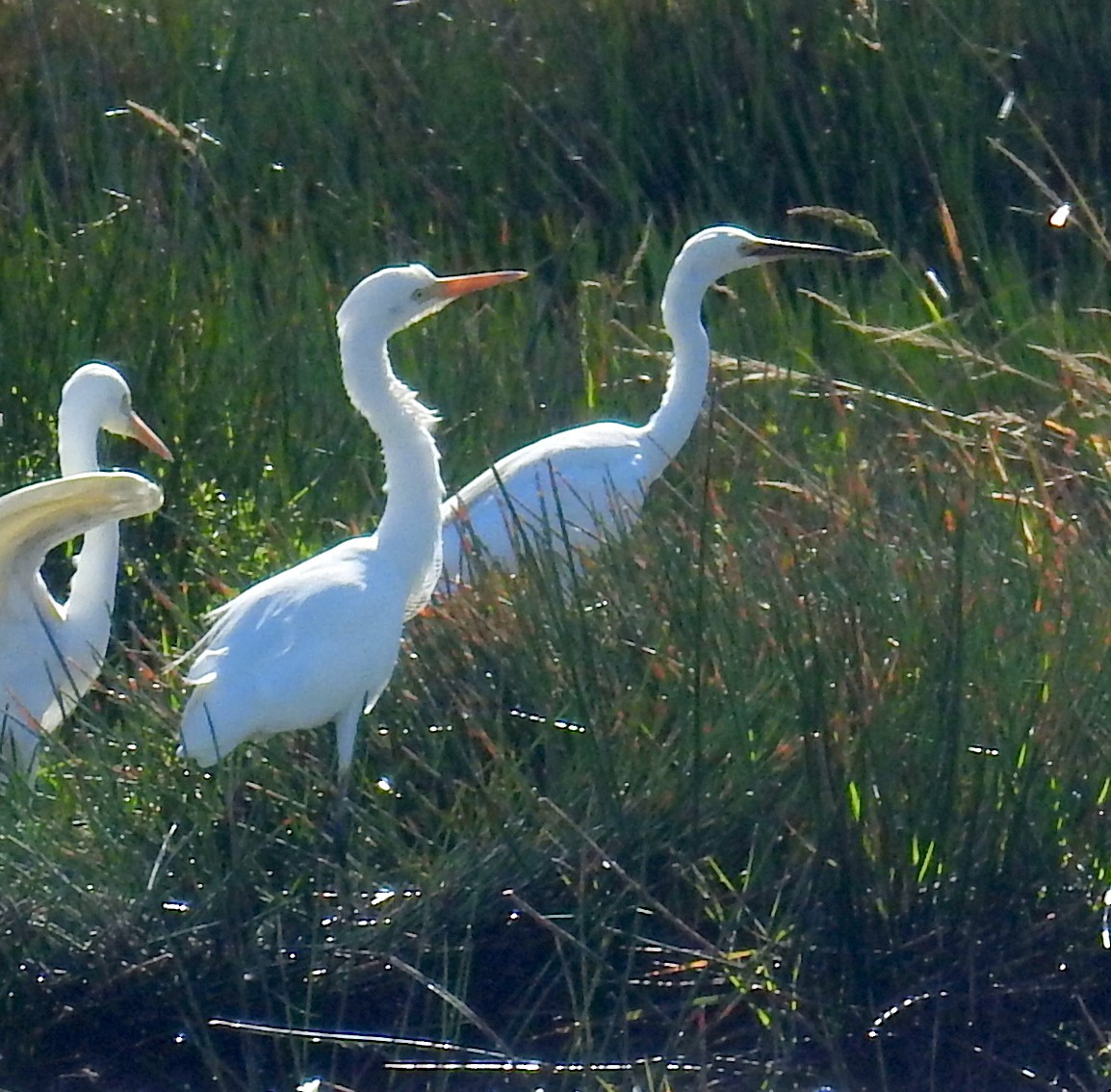 Intermediate Egret- - ML240267591