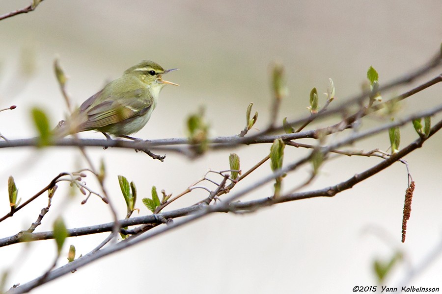 Green Warbler - Yann Kolbeinsson