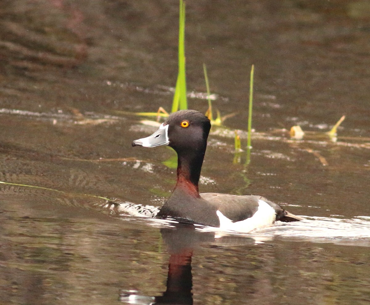 Ring-necked Duck - ML240268951
