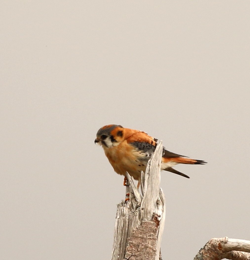 American Kestrel - ML240269001