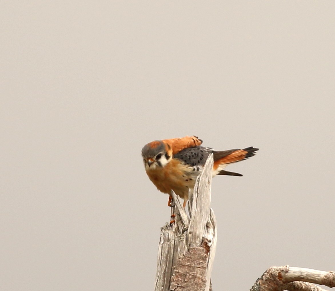 American Kestrel - ML240269011