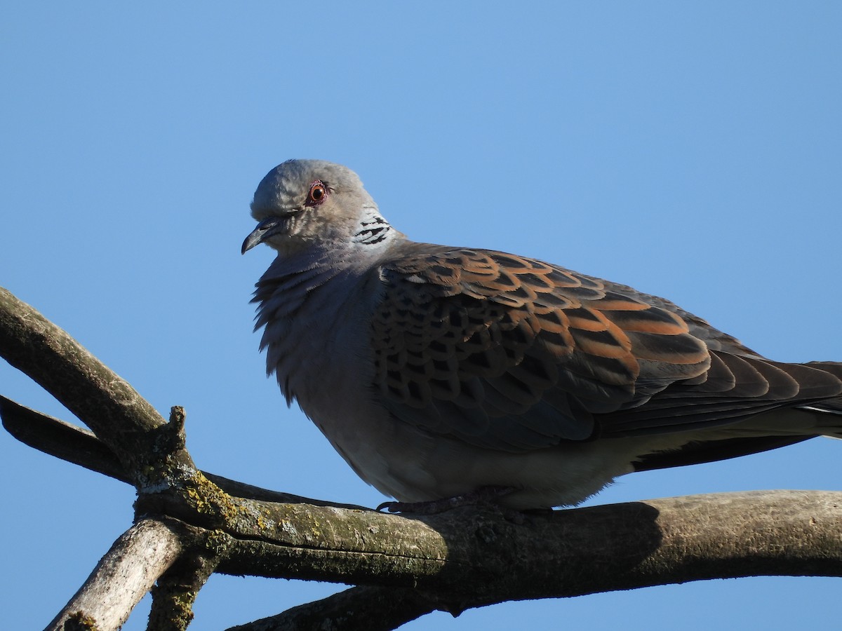 European Turtle-Dove - ML240269101