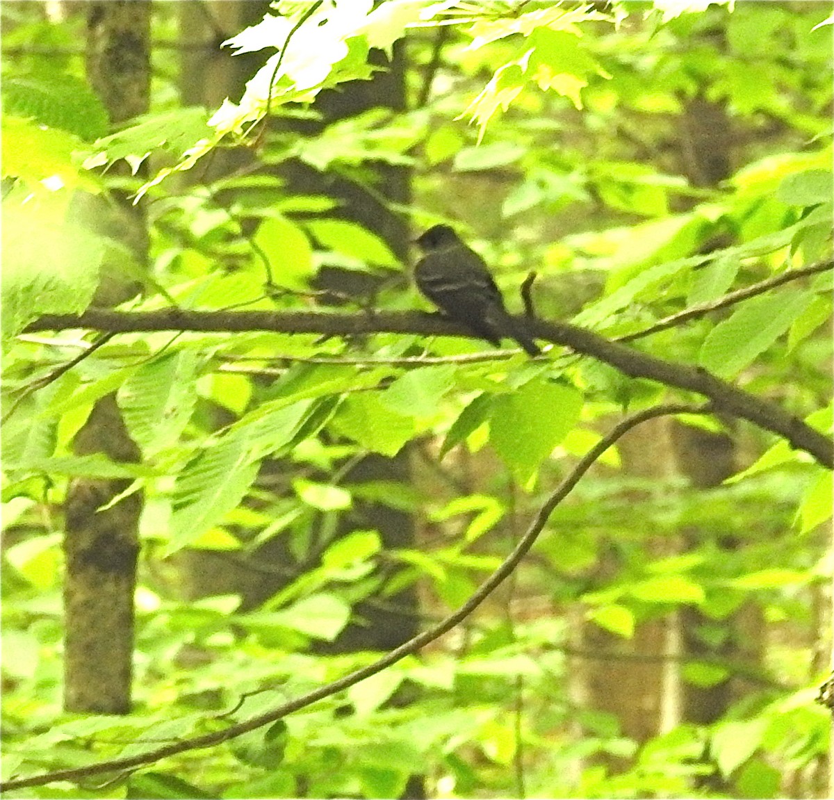 tyranovec východní - ML240269441