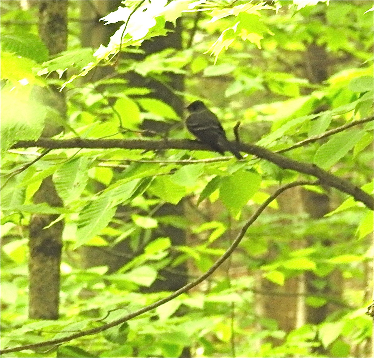 Eastern Wood-Pewee - ML240269441