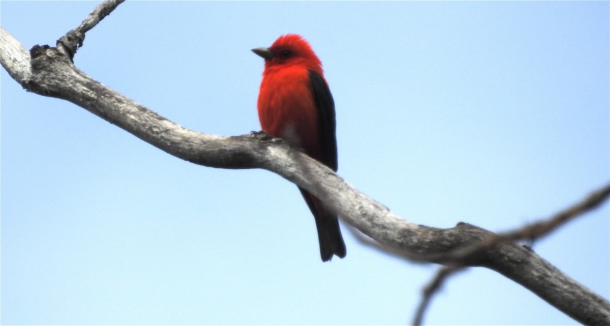 Scarlet Tanager - ML240269571