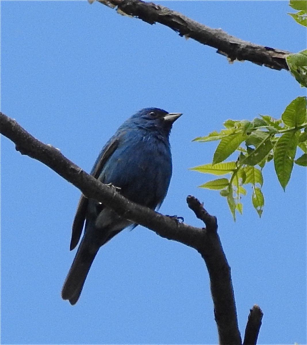 גיבתונית כחולה - ML240269641