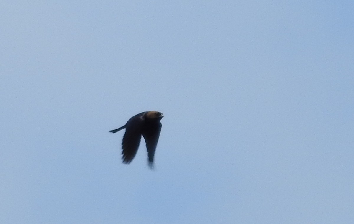 Brown-headed Cowbird - ML240271031