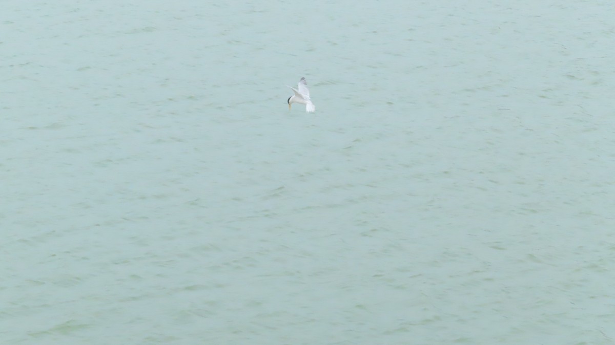 Little Tern - ML240271281