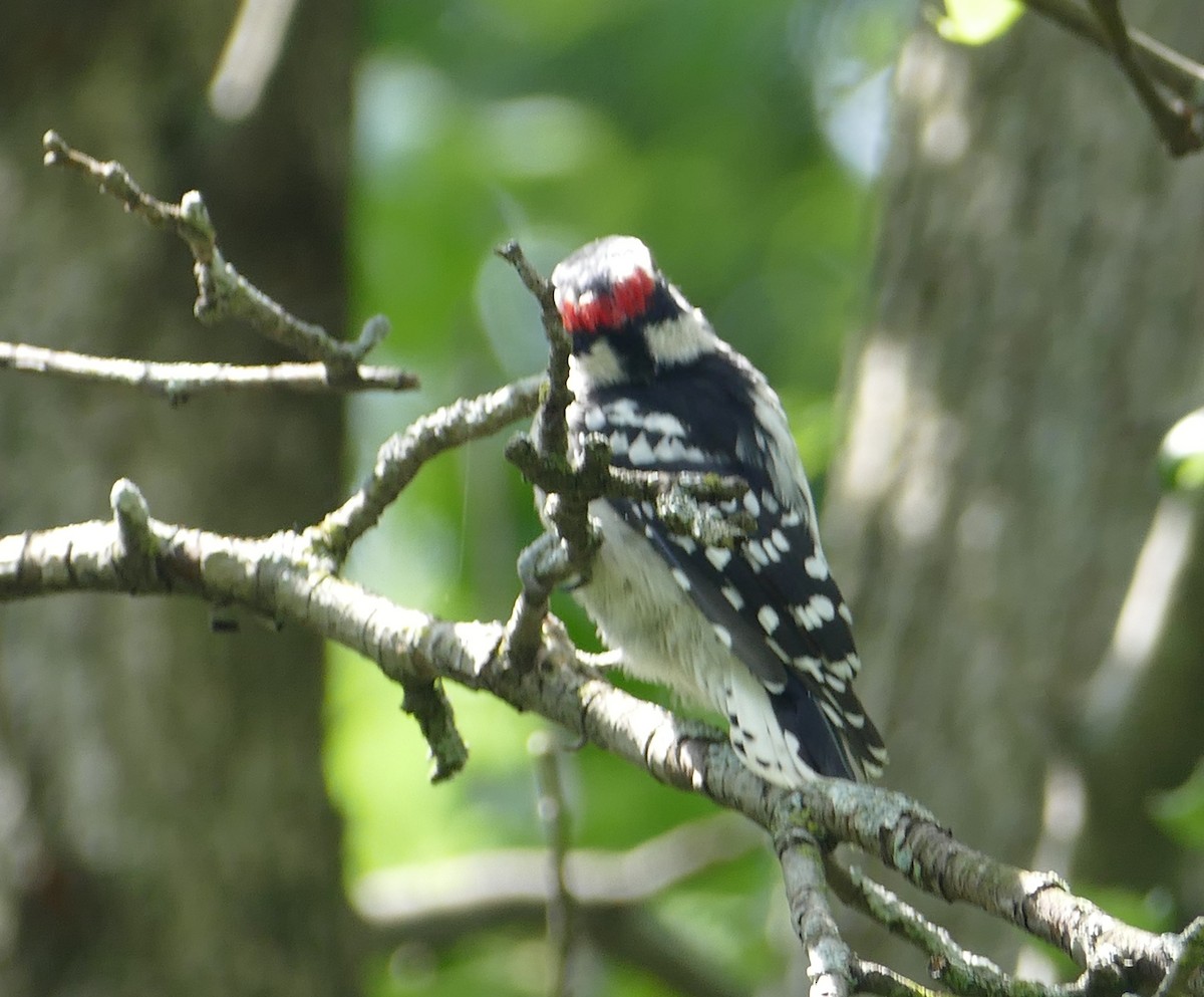 Downy Woodpecker - ML240273091