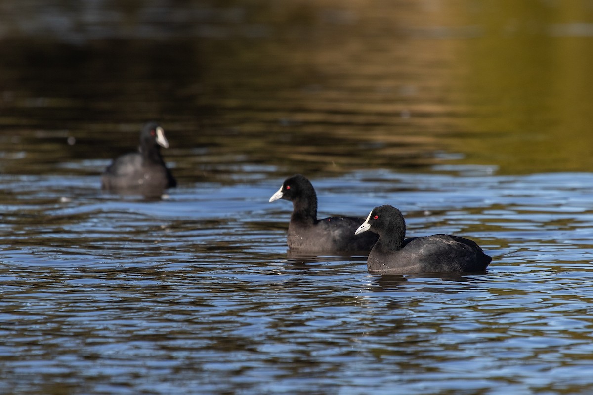 Eurasian Coot - ML240275891