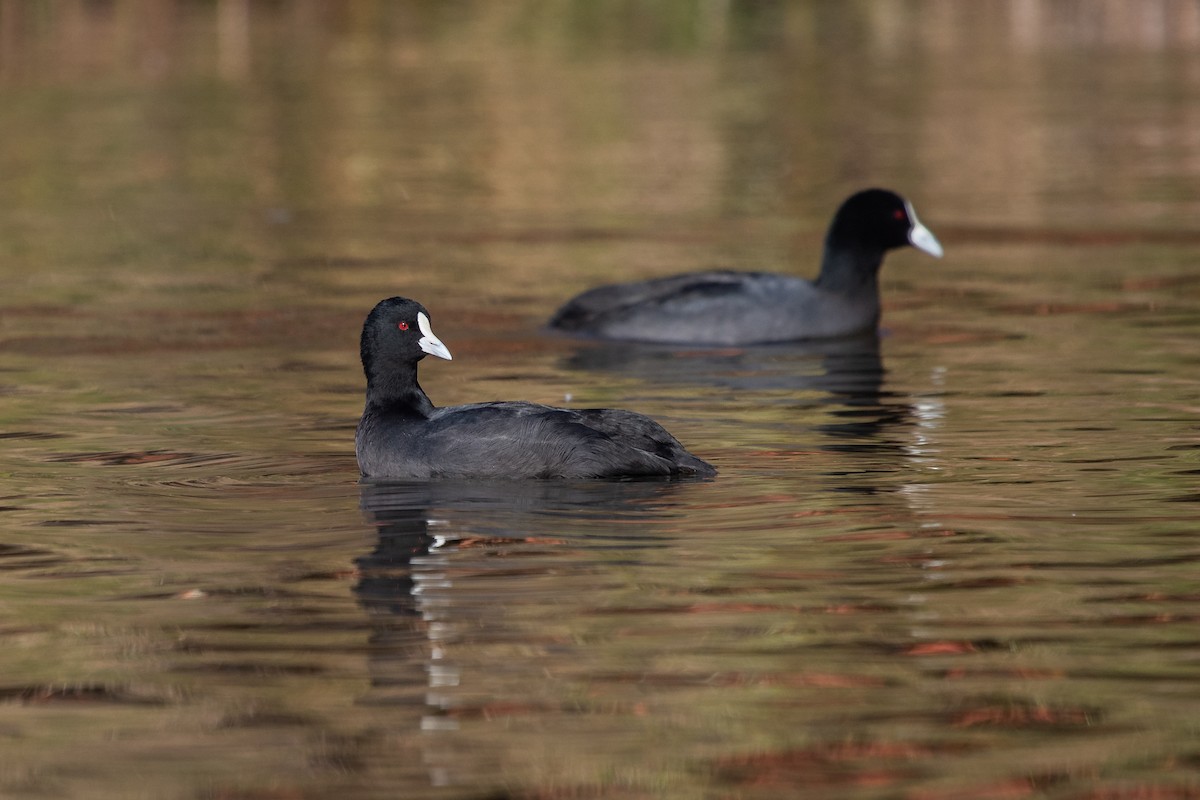 Eurasian Coot - ML240275901