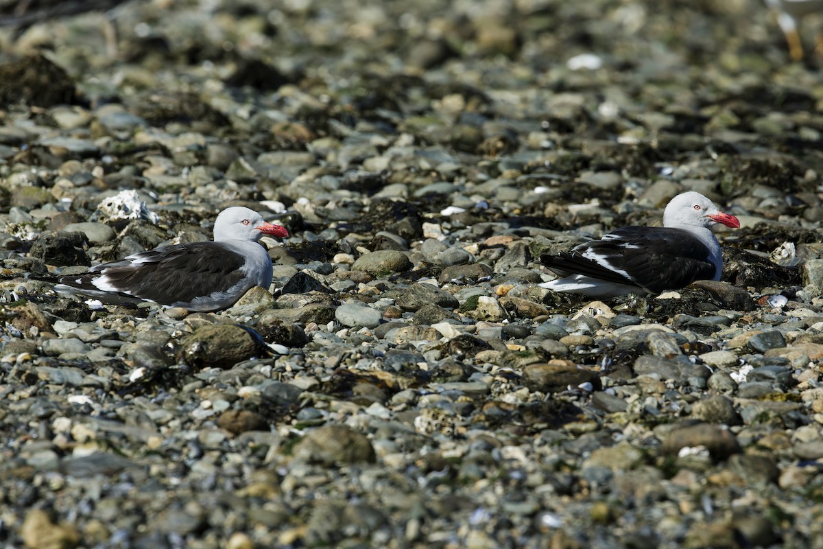 Dolphin Gull - ML240276441