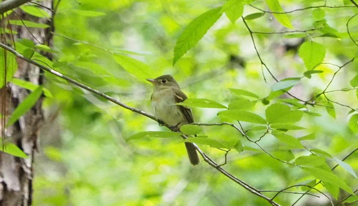 Acadian Flycatcher - ML240276491