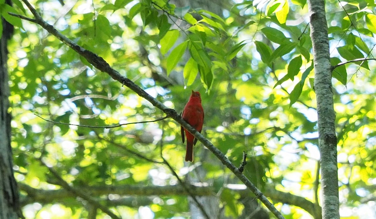 Summer Tanager - ML240276671