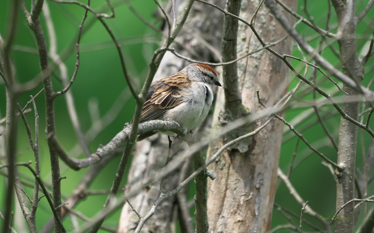 Chipping Sparrow - ML240277251