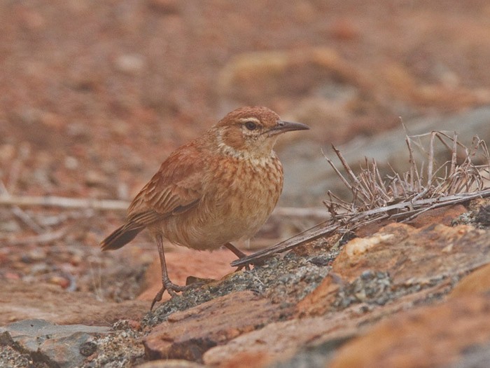 Transvaal Toygarı - ML240277451