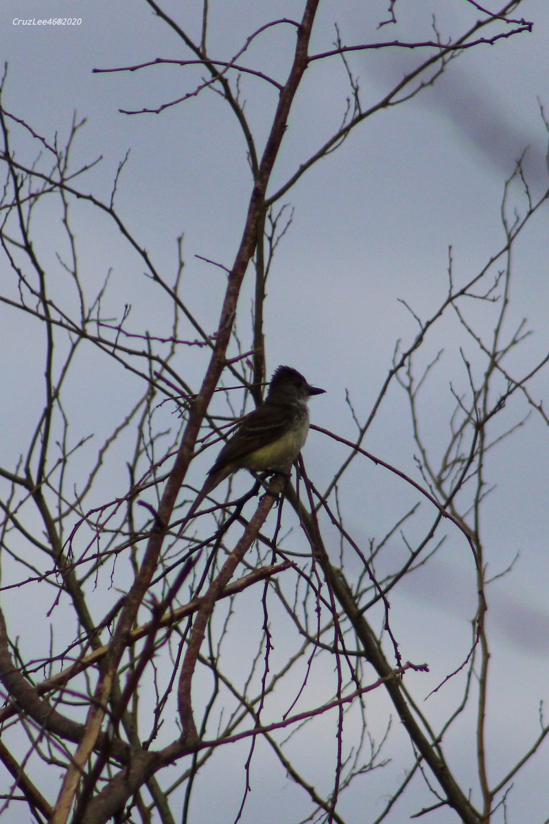 Brown-crested Flycatcher - ML240277611