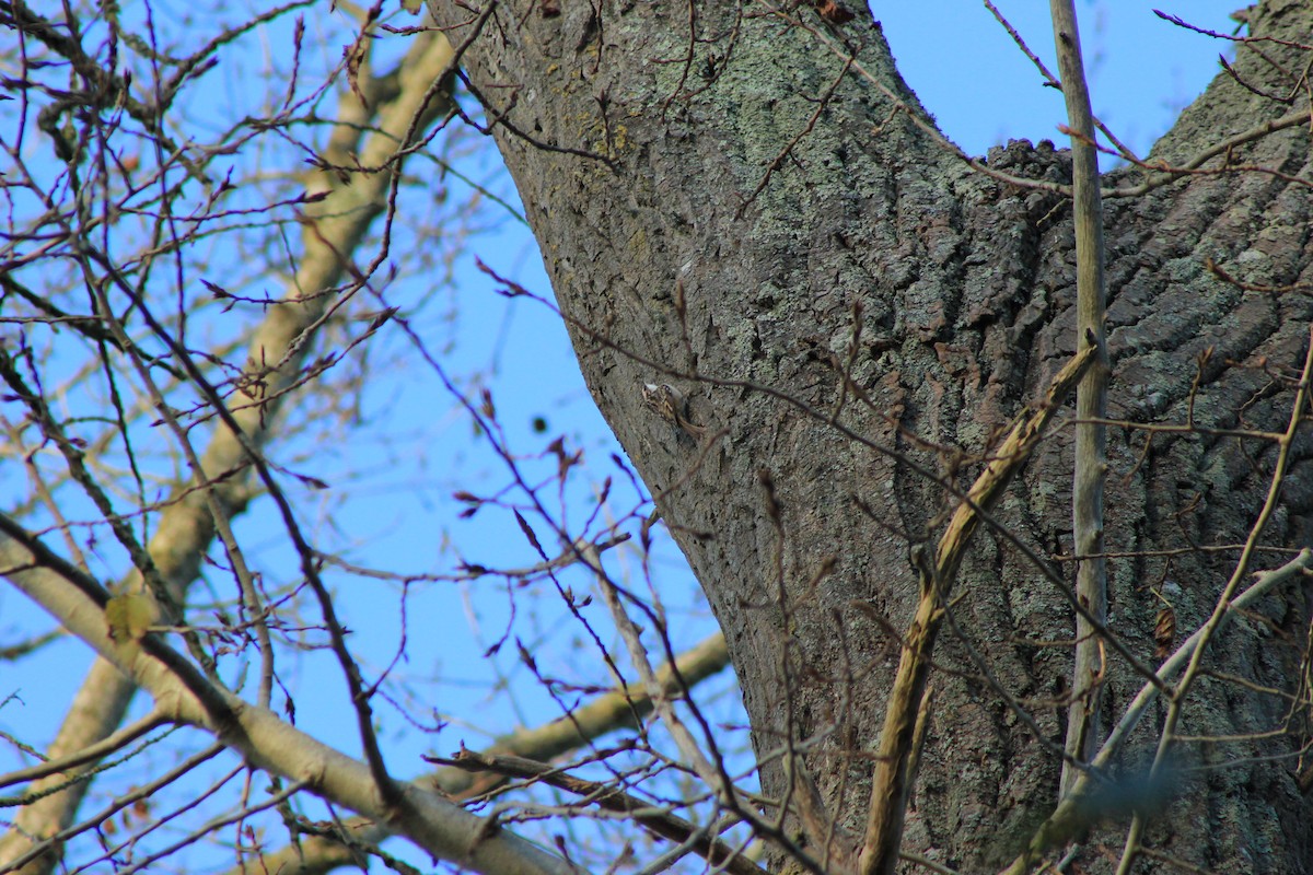 Short-toed Treecreeper - ML240279031