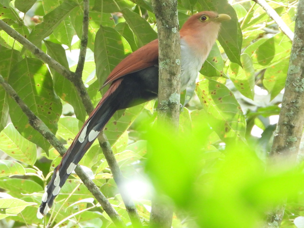 Squirrel Cuckoo - Danilo Góngora