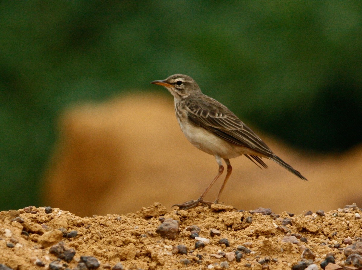 Pipit à longues pattes - ML24027951